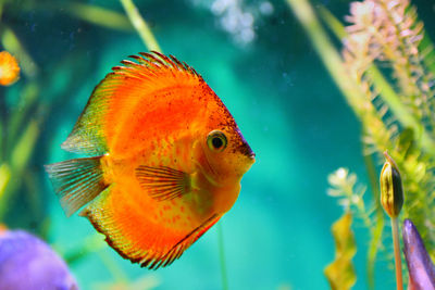 Close-up of fish swimming in aquarium