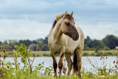 Konik horse at molenplas near ohé en laak, netherlands