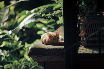 View of a cat resting