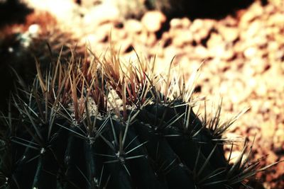 Close-up of cactus plant on field