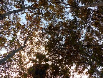 Low angle view of trees against sky