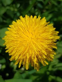 Close-up of yellow dandelion flower