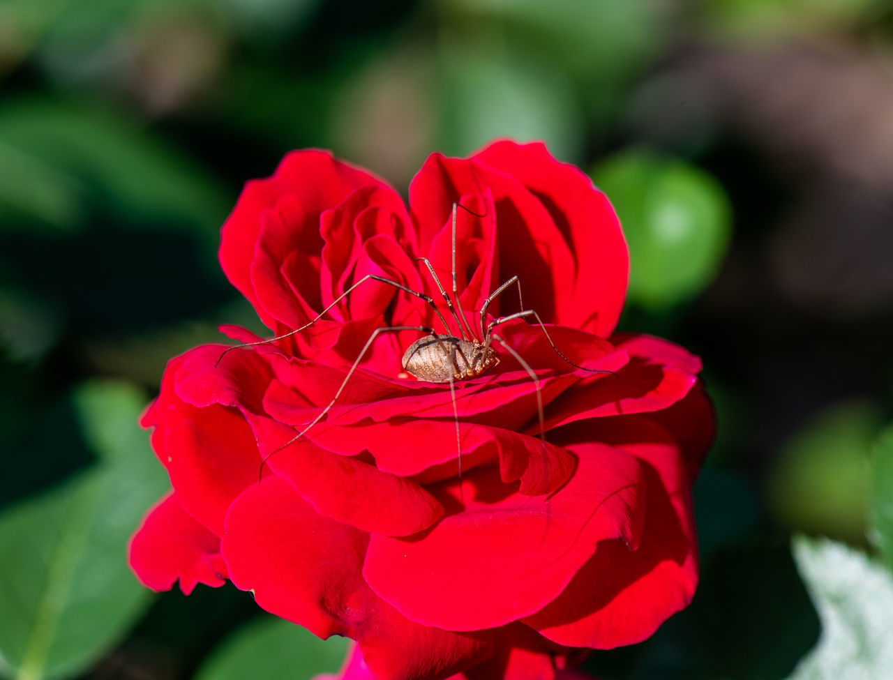 CLOSE-UP OF INSECT ON RED ROSE