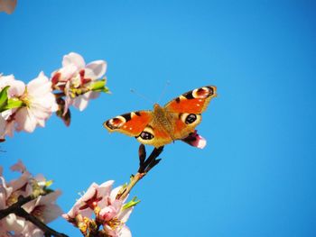 Close-up of butterfly pollinating on flower against clear blue sky