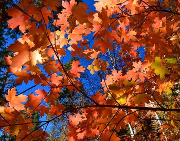 Low angle view of maple tree