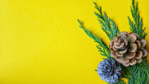 Close-up of wilted flower against yellow wall