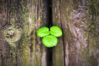 Close-up of green leaves on tree trunk