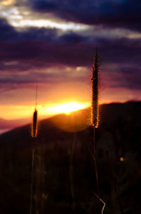 Close-up of silhouette plants against sky during sunset