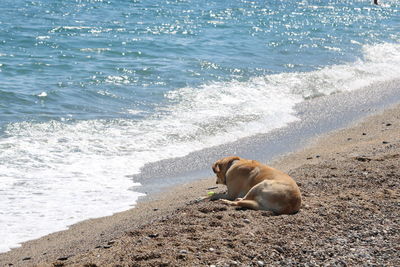 Dog on beach