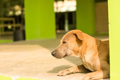 Close-up of a dog looking away