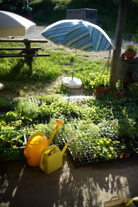 View of food and plants in garden