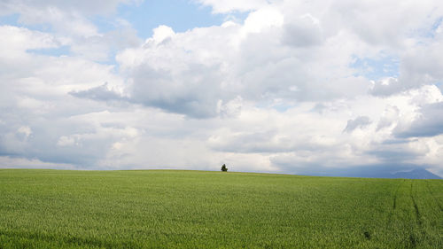 Scenic view of agricultural field against sky