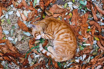 Close-up of dried sitting on autumn leaves