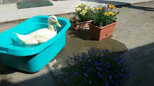 High angle view of plants
