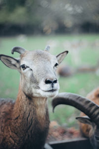 Portrait of deer in zoo