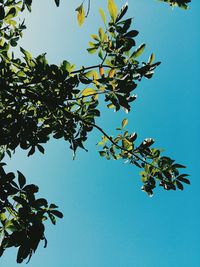 Low angle view of tree against clear blue sky