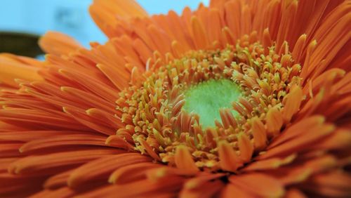 Close-up of orange flower blooming outdoors