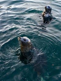 Fish swimming in sea