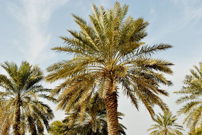 Low angle view of palm trees against sky