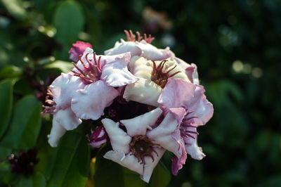 Close-up of flowering plant growing outdoors