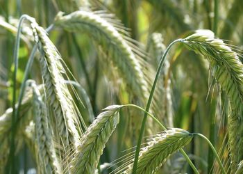 Close-up of crops growing on field