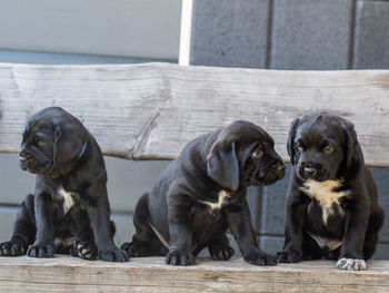 Portrait of puppy sitting on wood