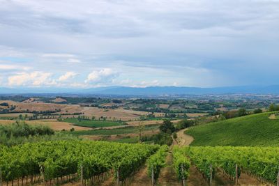 Scenic view of vineyard against sky