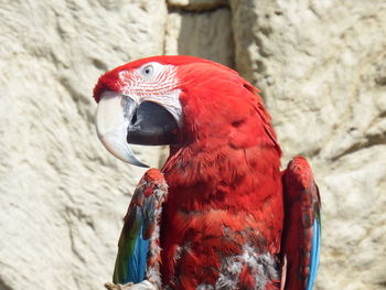 Close-up of parrot