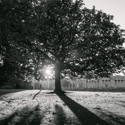 Footpath along trees