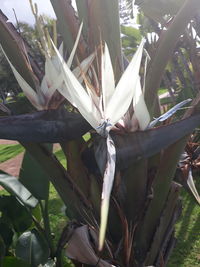 Close-up of white flowering plants