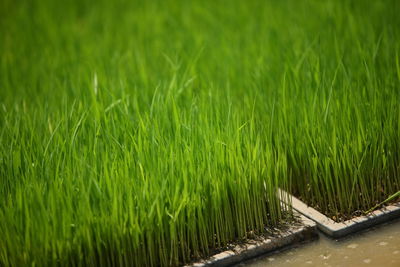 Close-up of grass in water