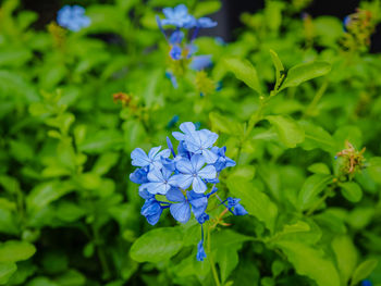 Close-up of blue flowering plant