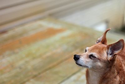 Close-up of a dog looking away