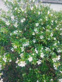 Close-up of white flowering plants