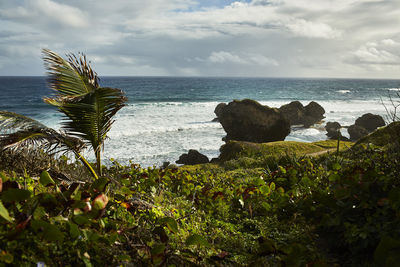 Plants by sea against sky