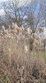 Dry grass on field by trees against sky