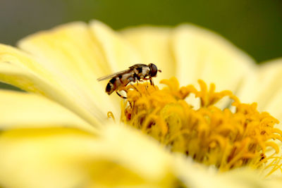 Close-up of insect pollinating on yellow flower