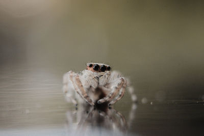 Close-up of spider