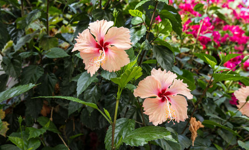 Close-up of hibiscus blooming outdoors