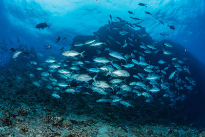 School of bigeye trevally, underwater photography