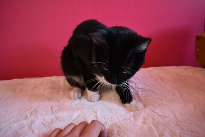 Close-up of hand holding cat