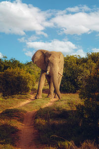 Female african elephant standing in the middle of dirt road against sky in nature reserve park.