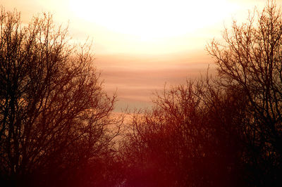 Silhouette trees against sky during sunset