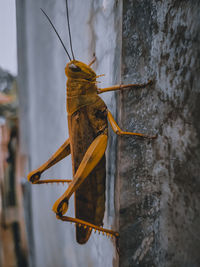 Close-up of grasshopper