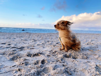 Dog on beach