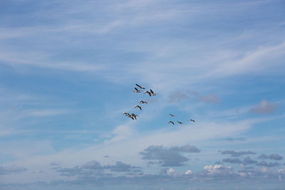 Low angle view of birds flying in sky