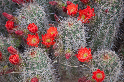 Close-up of red flowers blooming on field