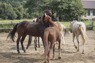 Horses in the field