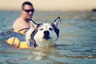 Portrait of dog swimming in sea