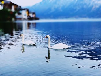 Swans swimming in lake